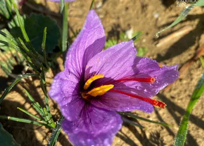 Gasthof Domus Quattro Cantoni LʼAquila